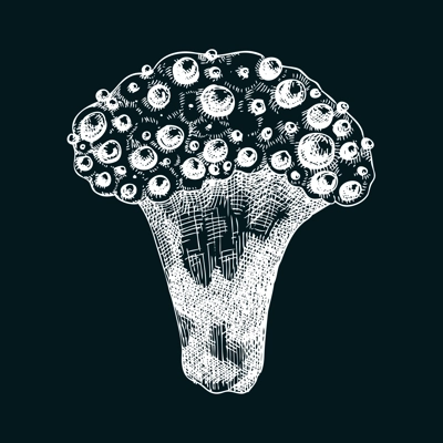 Bleeding tooth mushroom sketch. Weird fungus illustration in vintage style. Hand-drawn forest plant. Devil's tooth - exotic mushroom drawing on chalkboard